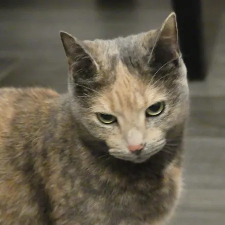 Vely's Pansiyon Novara